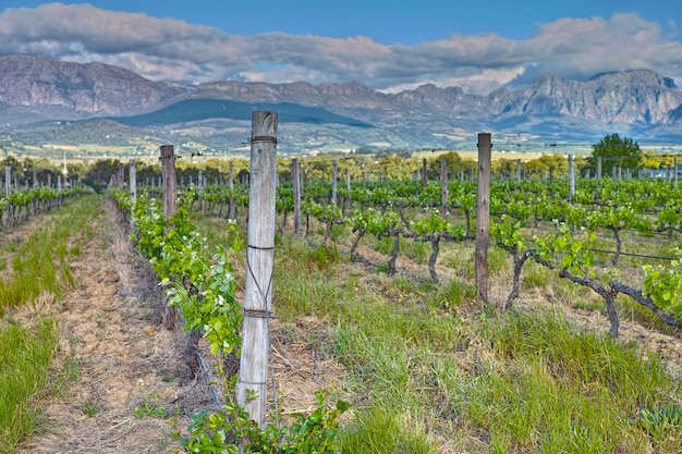 Home of South African wine Photo from wineyards of the Stellenbosch district Western Cape Province South Africa