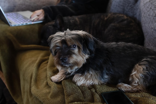 At home teleworking together with pets