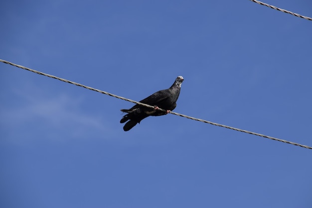 Home thoroughbred pigeon sits on a power line wire
