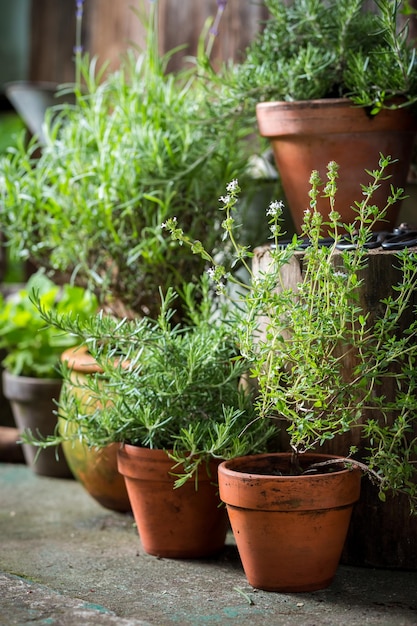 Homegrown and aromatic herbs in summer garden