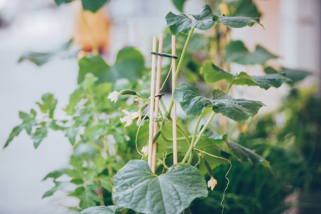 Homegrown cucumber seedling