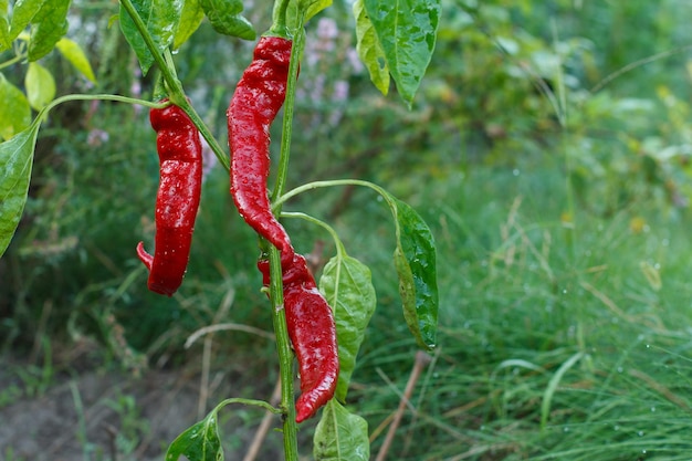 Homegrown organic food capsicum or paprika peppers