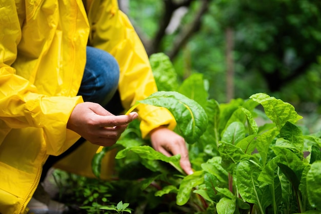 Homegrown Produce Eco farming Closeup of a farmer harvesting swiss chard leaves from her organic vegetables garden