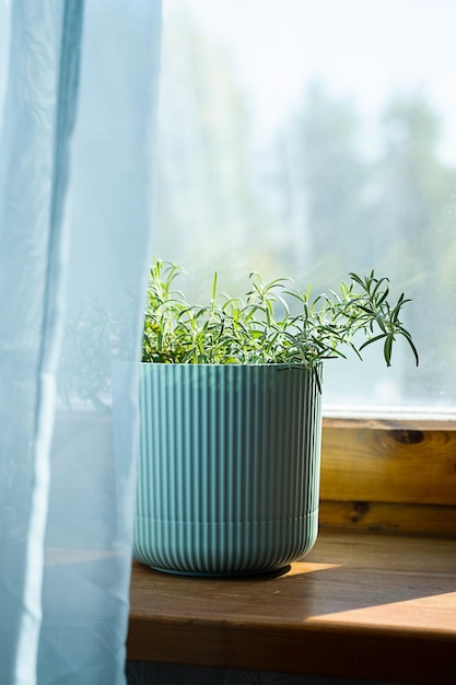 Homegrown rosemary potted herbs grows on window sill