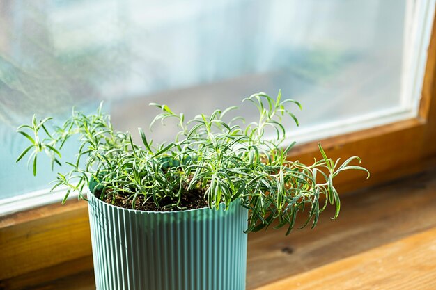 Homegrown rosemary potted herbs grows on window sill