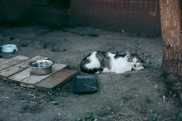 Фото Бездомный заброшенный голодный и ухоженный кот
