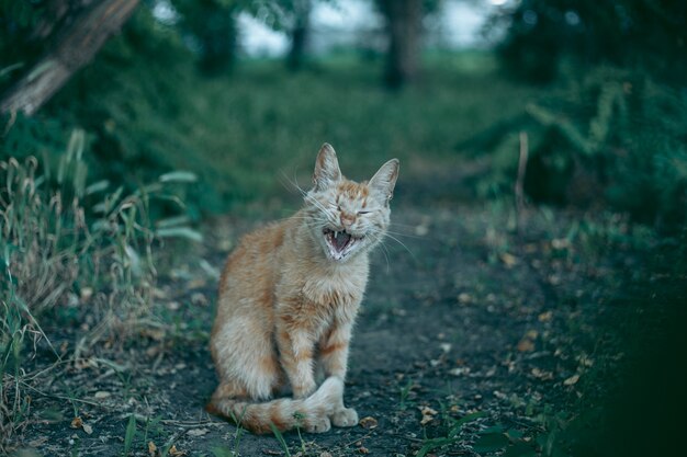 Homeless abandoned hungry and groomed cat