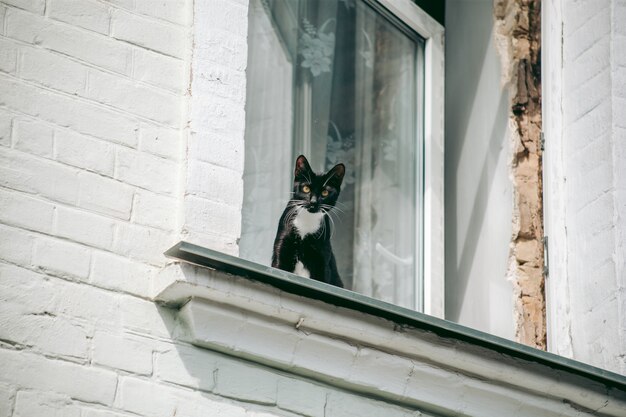 ホームレスの放棄された空腹と手入れの行き届いた猫