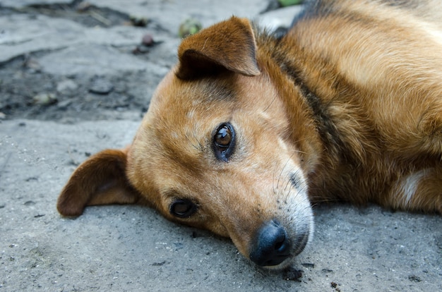 悲しい目を持つホームレスの放棄された野良犬