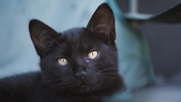 Homeless black kitten portrait closeup folding chair