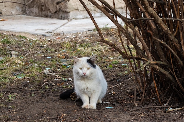 Homeless black white cat near the bush