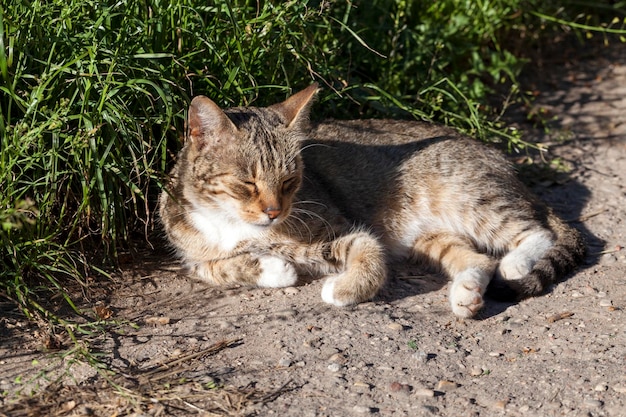 ホームレスの猫が路上で日光を浴びる