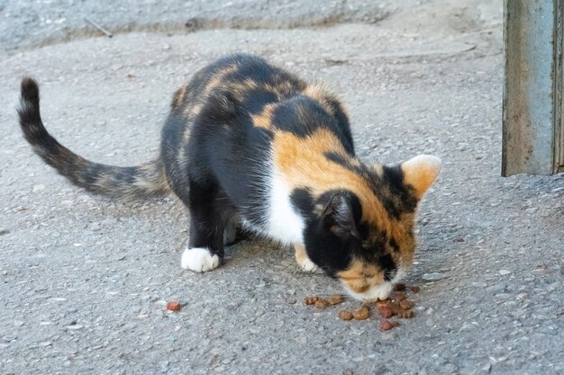 路上で食べ物を食べるホームレス猫