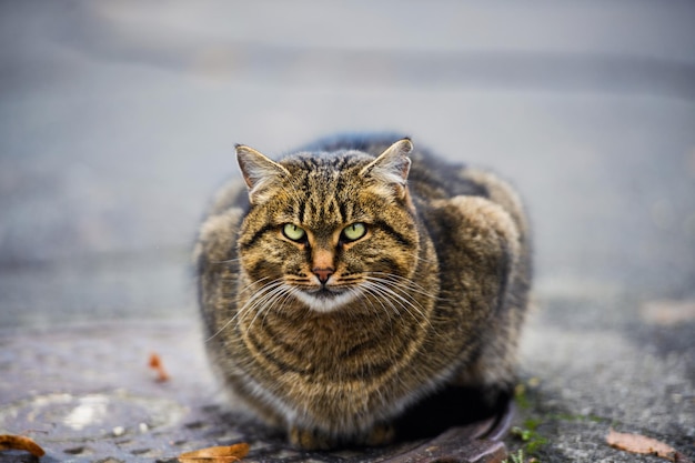 Homeless cat is warmed up in a sewer hatch