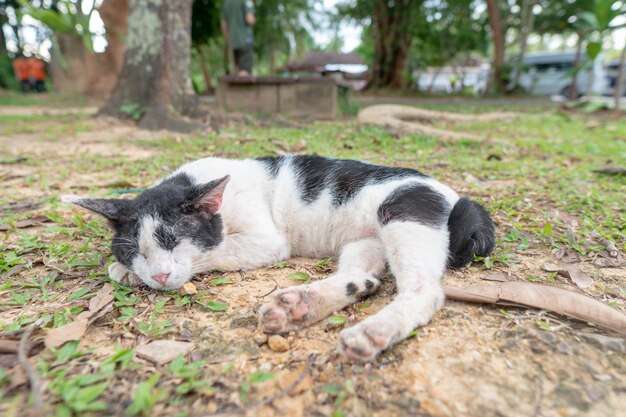 A homeless cat lying on the side.