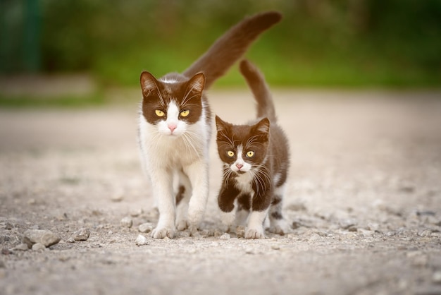 Homeless cat mother with a kitten