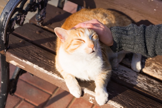 Homeless cat, pet and animals concept. Man caressing cat's head.