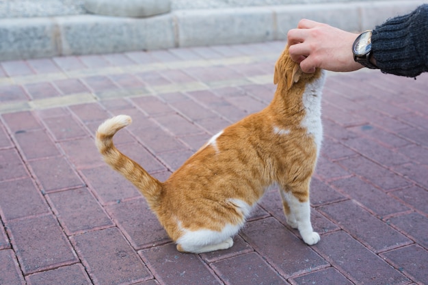 노숙자 고양이, 애완 동물 및 동물 개념. 고양이 머리를 애무하는 남자.