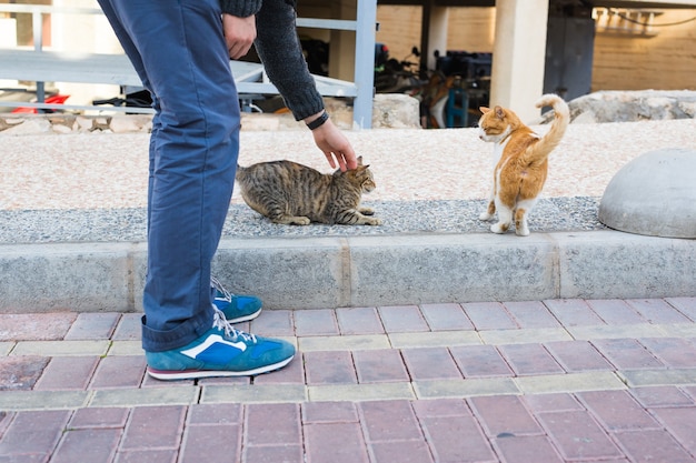 ホームレスの猫、ペット、動物のコンセプト-猫の頭をなでる男。