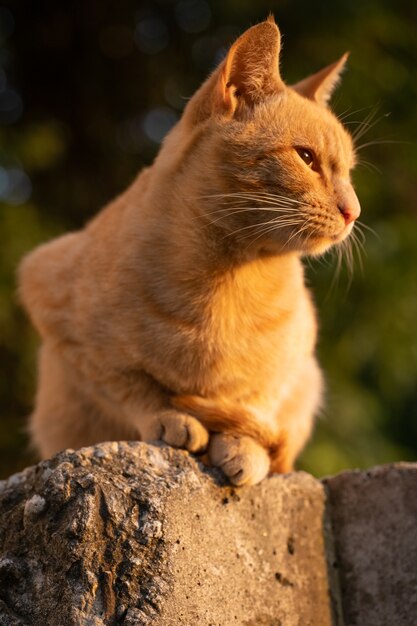 Homeless cat resting at sunset