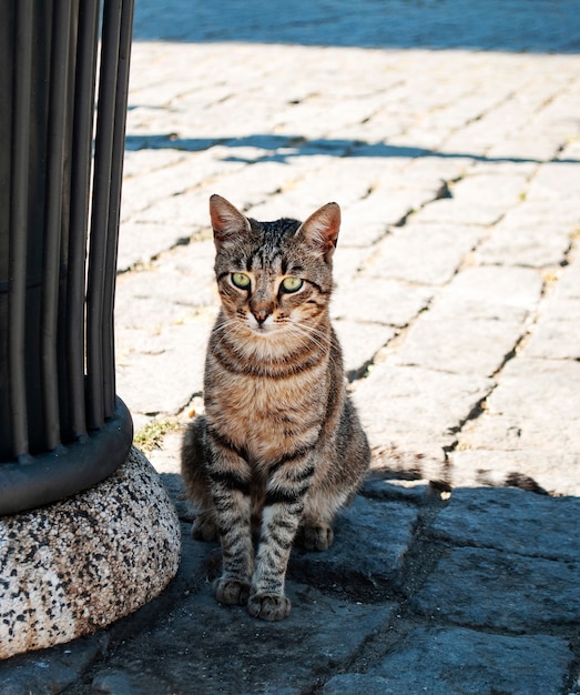 Il gatto senza casa sulla strada di istanbul guarda in lontananza accanto al bidone della spazzatura.