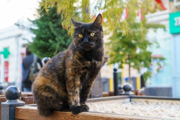 Homeless cat with mixed color sits on a bench on street in city and watches around a defenseless ani...