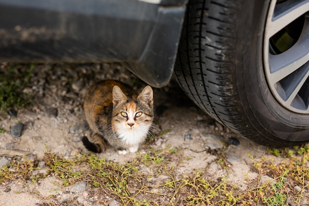 Homeless cat without breed in shelter for a walk on the street