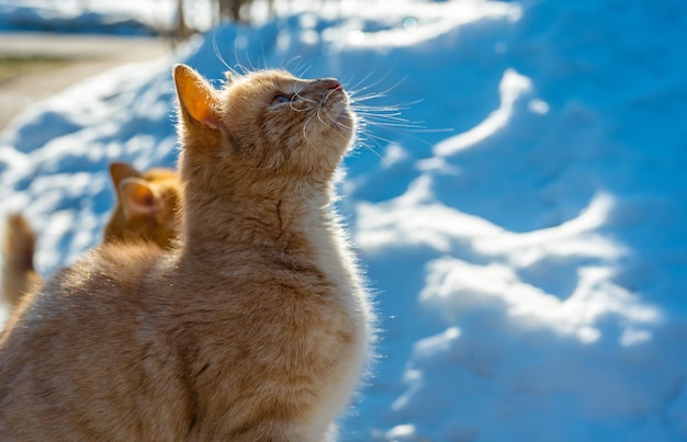 冬に食べ物を物乞いするホームレスの猫ホームレスの野良猫と捨てられた動物の問題野良猫の問題猫のための避難所の概念