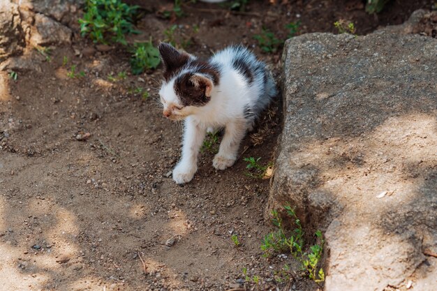 Homeless dirty black and white kitten