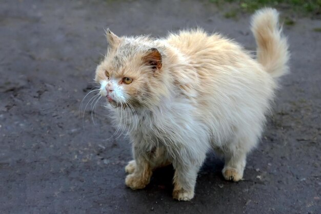 ホームレスの汚くて病気の猫の自然と哺乳類の捕食者