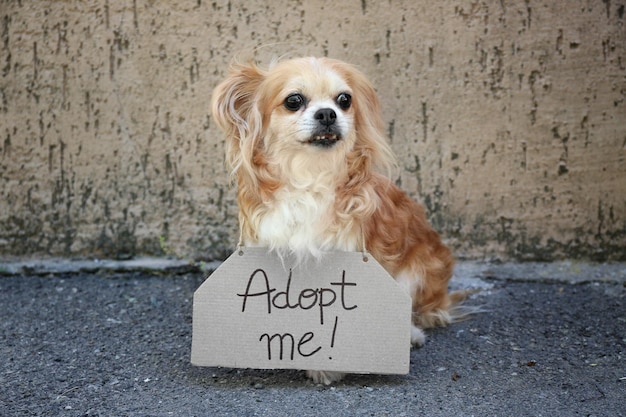 写真 ホームレスの犬とカートン テキスト adopt me 屋外