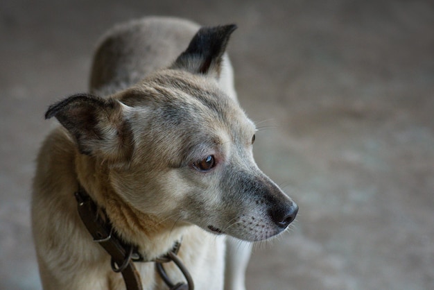 Homeless dog behind the bars in shelter cute dog in animal\
shelter mongrel dog in shelter waiting for adoption