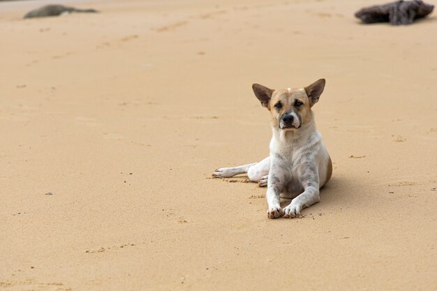 Cane senza casa sulla spiaggia di sabbia marrone. cane senza tetto che si rilassa sulla spiaggia tropicale della sabbia marrone.