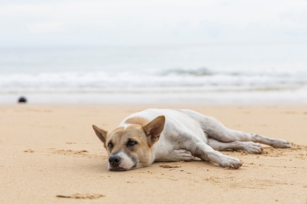 茶色の砂のビーチでホームレスの犬。茶色の砂の熱帯のビーチでリラックスしたホームレスの犬。