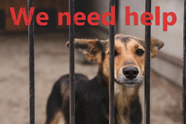 Homeless dog in cage at animal shelter outdoors Concept of volunteering