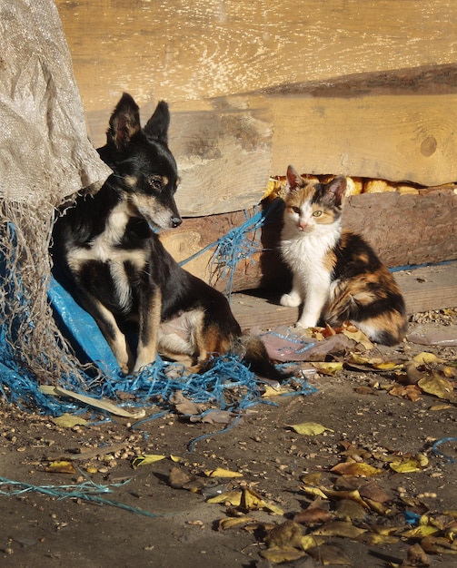 街の通りのホームレスの犬と猫晴れた日に街のホームレスの雑種の子犬と子猫公園の地面に野良犬と猫