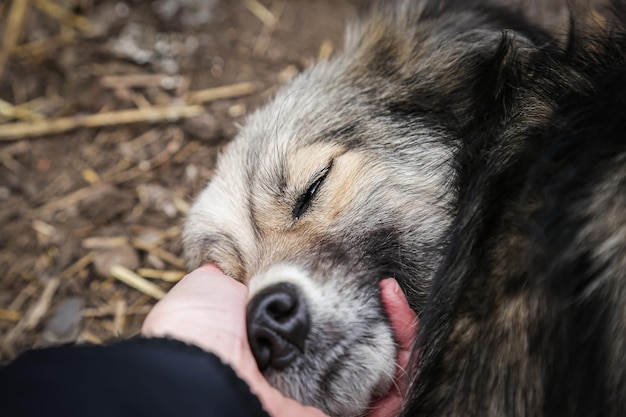 ホームレスの犬の手をなでる犬の銃口を手に顔を手にクローズ アップ犬屋外屋外