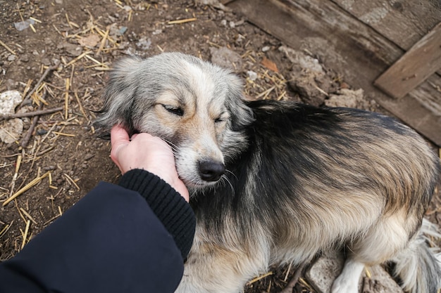 Foto mano del cane senzatetto che accarezza una museruola del cane in mano faccia in mano cane all'aperto all'aperto