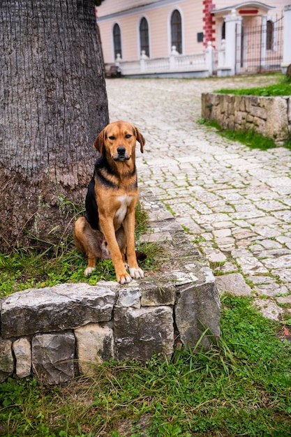 A homeless dog is looking for a home a lonely dog is looking\
for an owner a sad dog