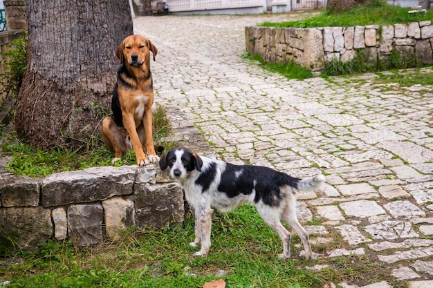 ホームレスの犬が家を探している孤独な犬が飼い主を探している悲しい犬