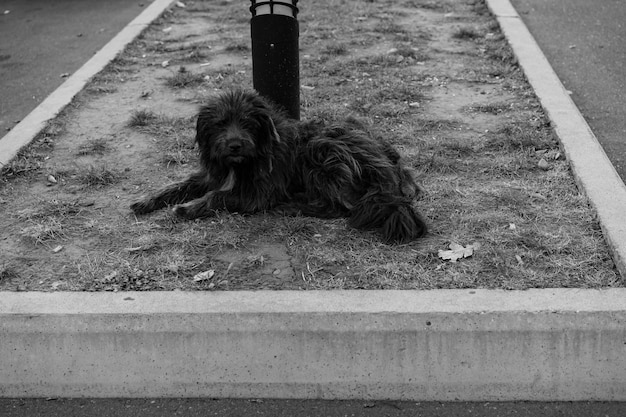 ホームレスの犬は地面に横たわっています