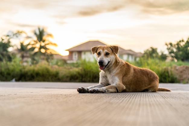 Homeless dog lying on the street at sunset