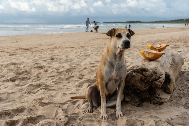 ホームレスの犬は海の近くの砂の上に座っています。