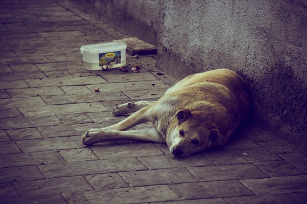 路上で寝ているホームレスの犬