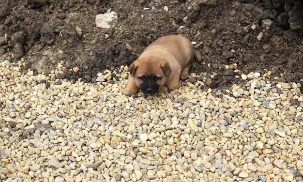 旧市街の通りのホームレスの犬。ホームレスの動物問題。