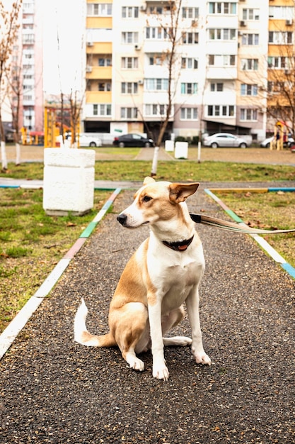 오래 된 도시의 거리에 노숙자 개입니다. 노숙자 동물 문제입니다.