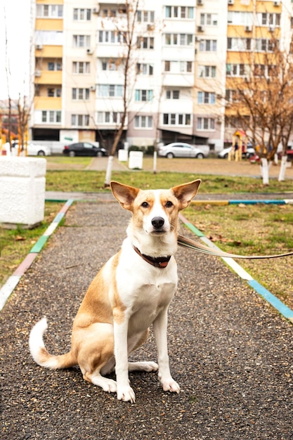 Бездомная собака на улице старого города. Проблема бездомных животных.