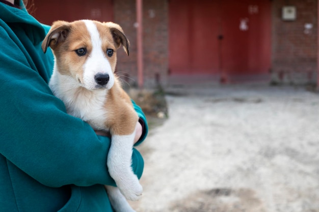 旧市街の通りのホームレスの犬。ホームレスの動物問題。