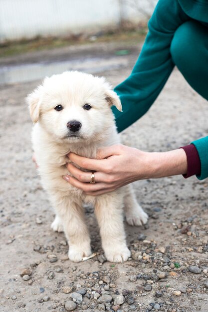 旧市街の通りのホームレスの犬。ホームレスの動物問題。