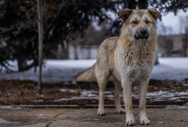 路上のホームレスの犬